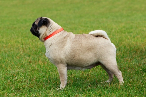 Pug Dogs Breed - Information, Temperament, Size & Price | Pets4Homes