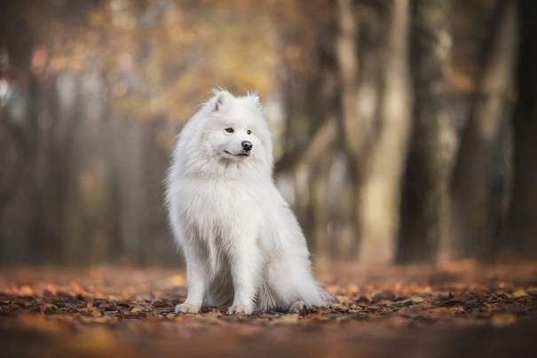 Samoyed Dogs Breed - Information, Temperament, Size & Price | Pets4Homes