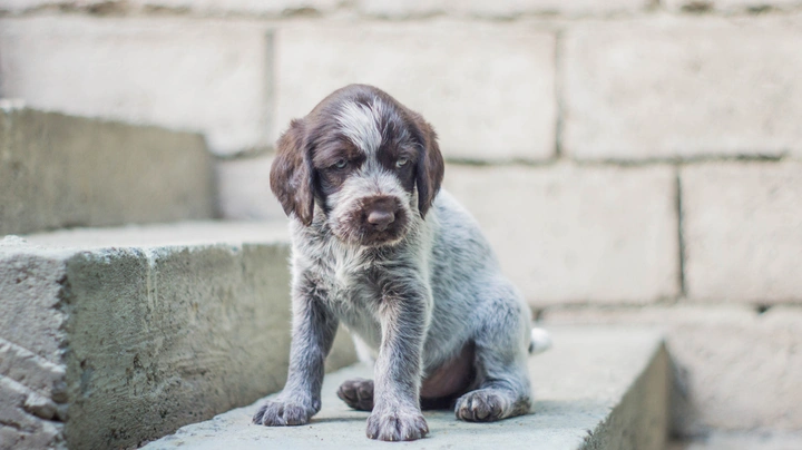 Německý drátosrstý ohař Dogs Informace - velikost, povaha, délka života & cena | iFauna