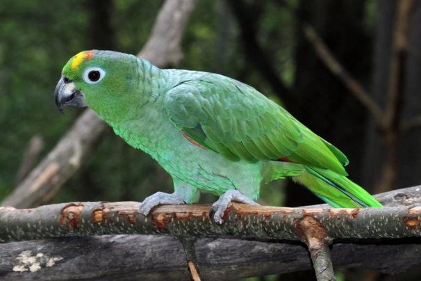 Amazoňan pomoučený Birds Informace - velikost, povaha, délka života & cena | iFauna