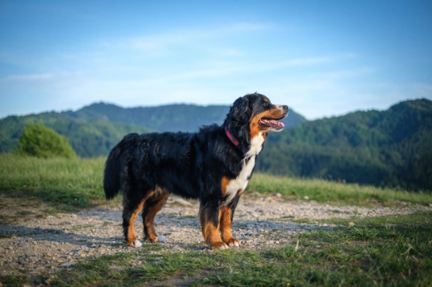 Bovaro Del Bernese Dogs Razza - Prezzo, Temperamento & Foto | AnnunciAnimali