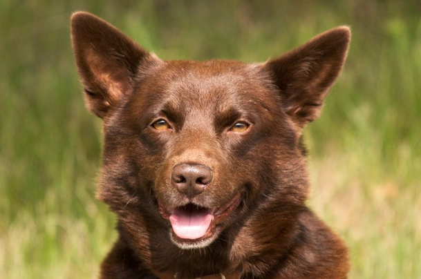 Australian sales kelpie shedding