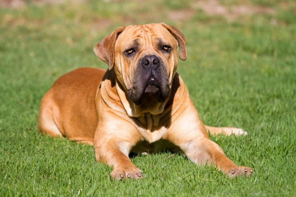 Boerboel Dogs Informace - velikost, povaha, délka života & cena | iFauna