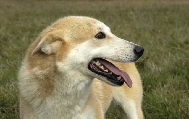 Canaan Dog Dogs Breed - Information, Temperament, Size & Price | Pets4Homes