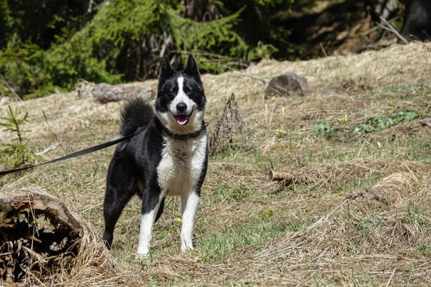 Karelský medvědí pes Dogs Informace - velikost, povaha, délka života & cena | iFauna