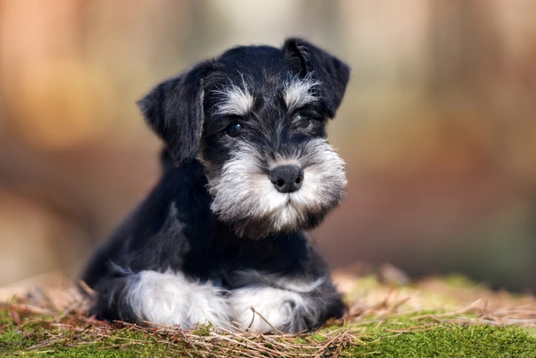 Mini store schnauzer breeders