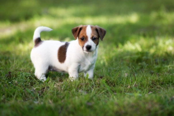 2 week old store jack russell puppies