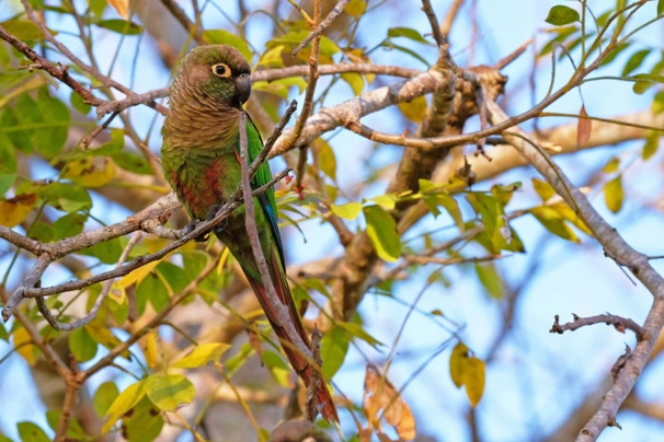 Amazónek šupinkový Birds Informace - velikost, povaha, délka života & cena | iFauna