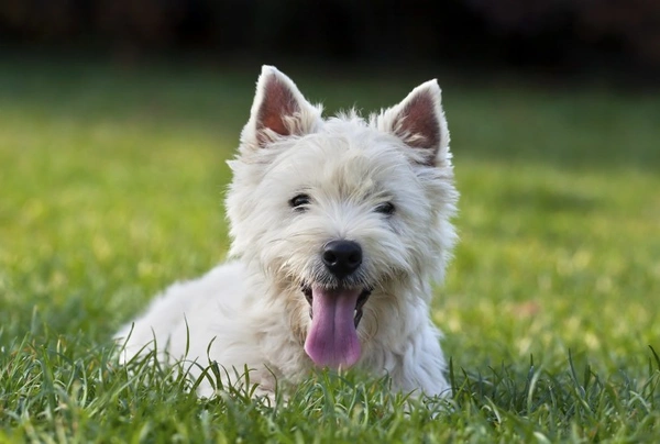 West highland white teriér Dogs Informace - velikost, povaha, délka života & cena | iFauna