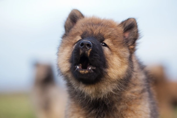 Premium Photo  Adorable beige eurasier puppy jumping out of a