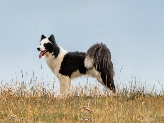 Jakutská lajka Dogs Informace - velikost, povaha, délka života & cena | iFauna