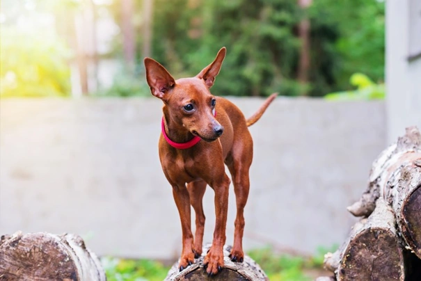 Trpasličí pinč Dogs Plemeno / Druh: Povaha, Délka života & Cena | iFauna