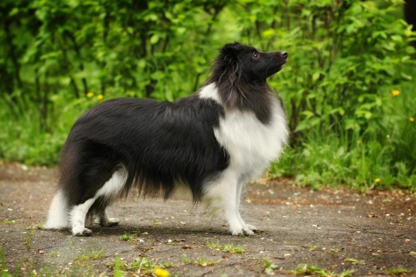 Perro Pastor de las Shetland Dogs Raza - Características, Fotos & Precio | MundoAnimalia