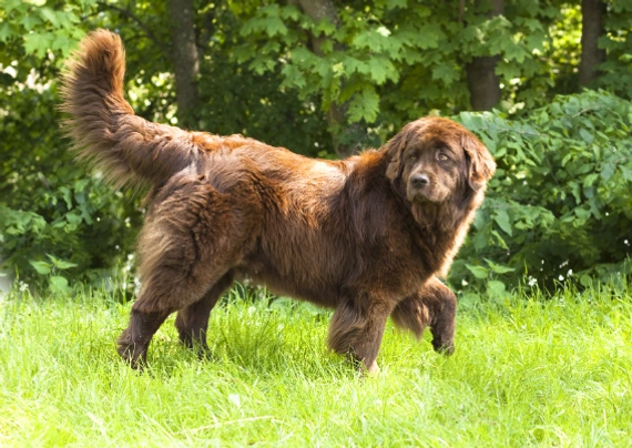 Newfoundlander Dogs Ras: Karakter, Levensduur & Prijs | Puppyplaats