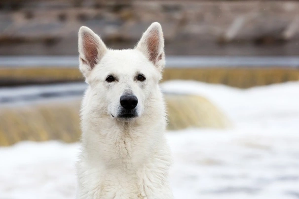 Bílý švýcarský ovčák Dogs Informace - velikost, povaha, délka života & cena | iFauna