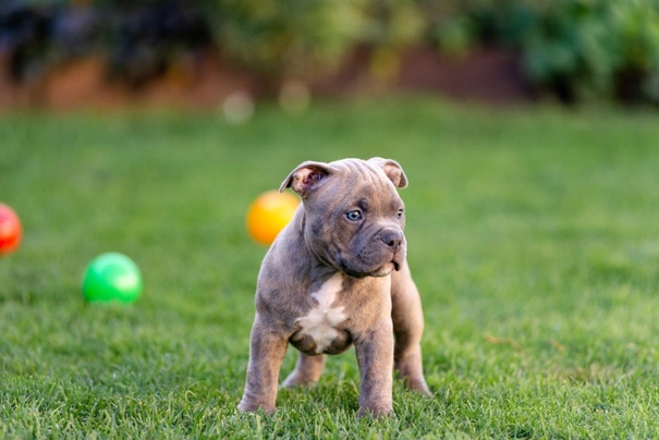 American bully 2024 standard weight