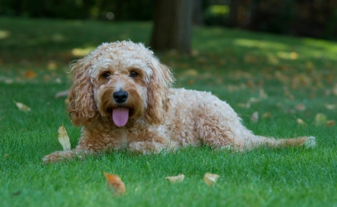 Cockapoo Dogs Breed - Information, Temperament, Size & Price | Pets4Homes