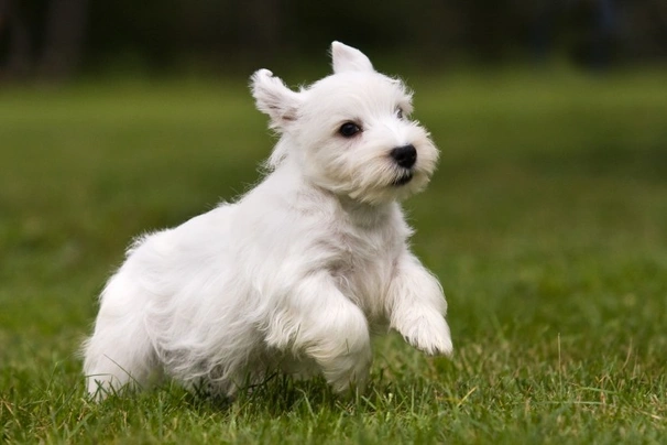 Sealyham terrier hot sale price