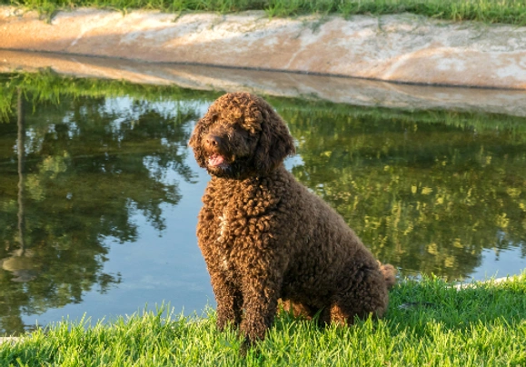 Spanish water hot sale poodle