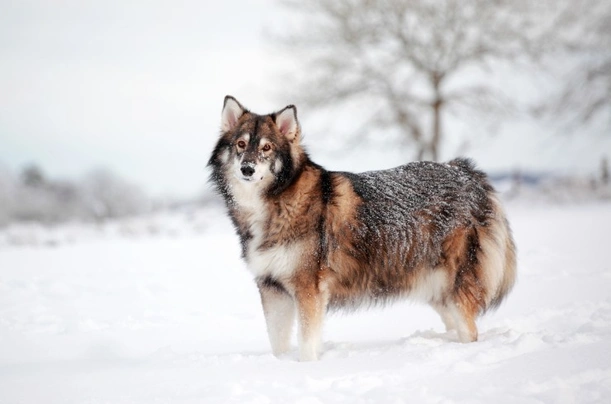 Utonagan store wolf dog