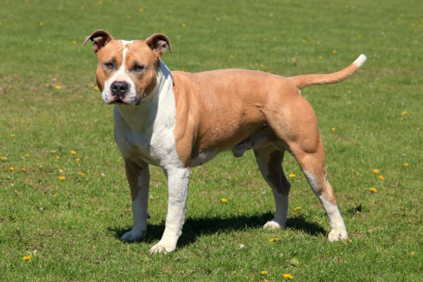 American Staffordshire Terrier Dogs Razza - Prezzo, Temperamento & Foto | AnnunciAnimali