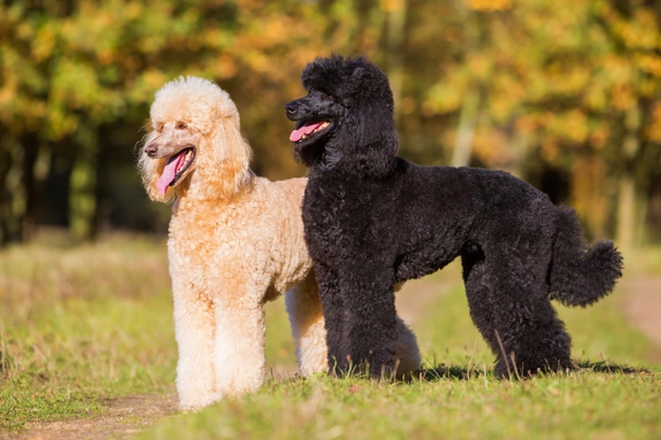 Standard best sale poodle dog