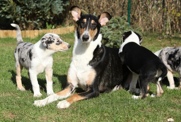 Smooth collies for store sale