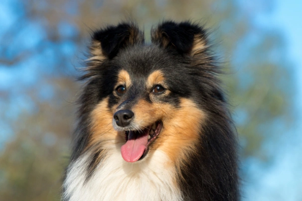 Shetland Sheepdog Dogs Breed - Information, Temperament, Size & Price | Pets4Homes