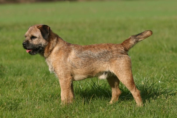 que peso debe tener un border terrier