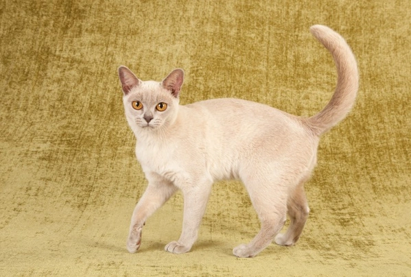 Burmese Cats Breed | Facts, Information and Advice | Pets4Homes