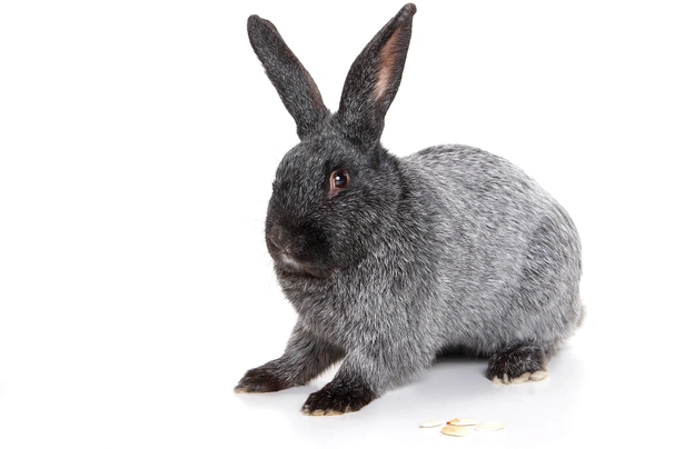 Silver Fox Rabbits Breed - Information, Temperament, Size & Price | Pets4Homes