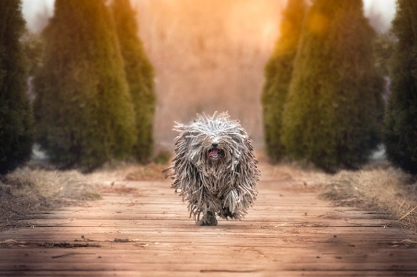 Hungarian Puli Dogs Breed | Facts, Information and Advice | Pets4Homes
