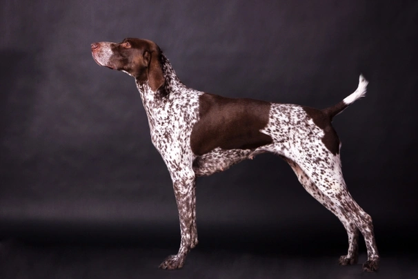 German Shorthaired Pointer Honden Ras: Karakter, Levensduur & Prijs ...