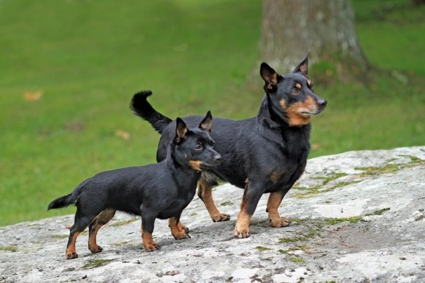 Lancashire Heeler Dogs Raza - Características, Fotos & Precio | MundoAnimalia