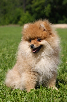 Pomeranian Dogs Breed - Information, Temperament, Size & Price | Pets4Homes