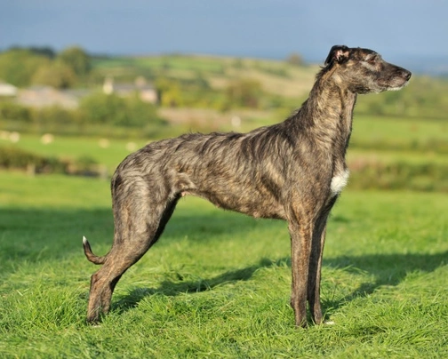 Wolfhound cross hot sale lurcher puppies