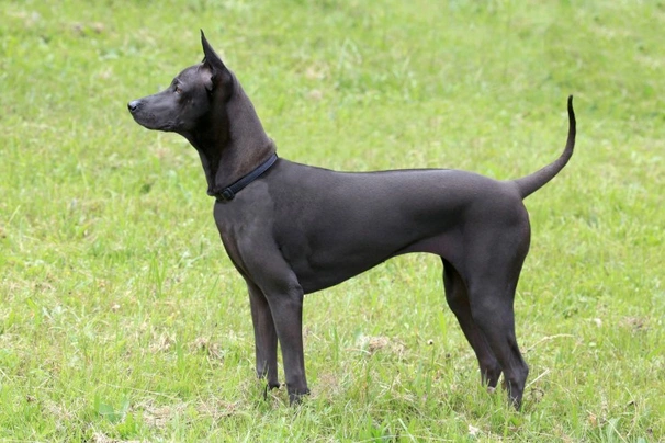 Thajský ridgeback Dogs Plemeno / Druh: Povaha, Délka života & Cena | iFauna