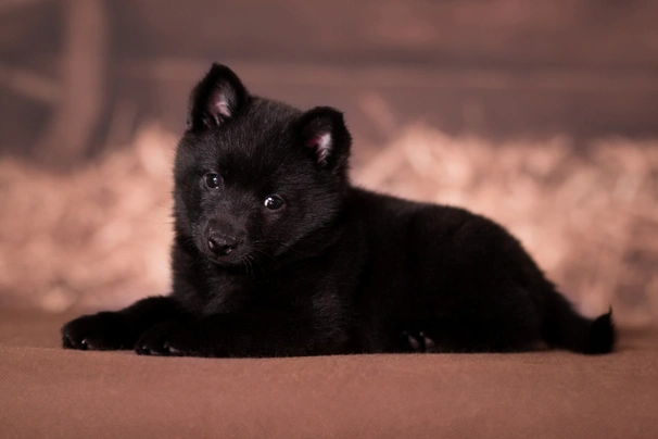 Mini 2024 schipperke puppies