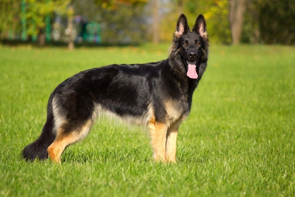 German Shepherd Dogs Breed - Information, Temperament, Size & Price | Pets4Homes