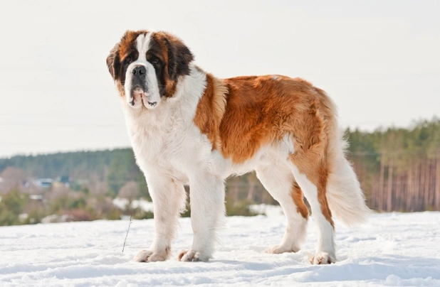 Rough coat shop st bernard puppies