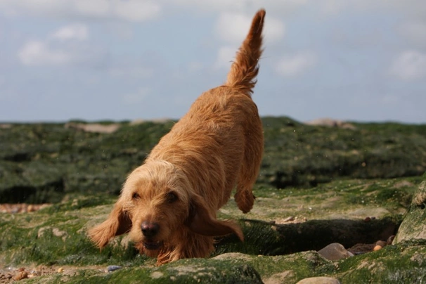 Basset fauve de hot sale bretagne for sale