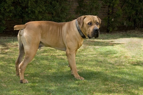 Boerboel Dogs Informace - velikost, povaha, délka života & cena | iFauna
