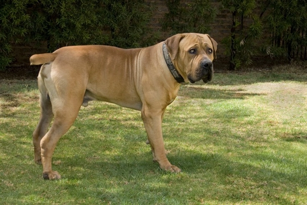 Irish best sale marked boerboel