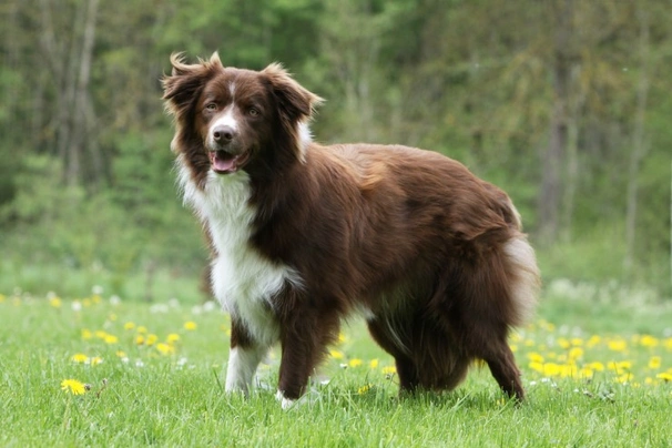 como hacer que el border collie deje de perseguir autos