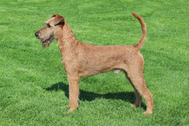 Irish Terrier Dogs Raza - Características, Fotos & Precio | MundoAnimalia