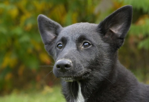 Canaan Dog Dogs Breed - Information, Temperament, Size & Price | Pets4Homes