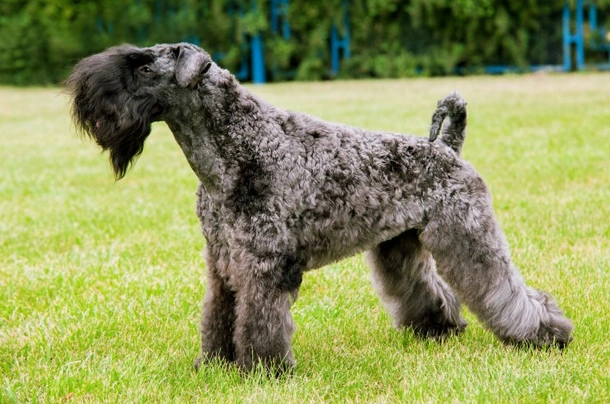 Kerry blue teriér Dogs Informace - velikost, povaha, délka života & cena | iFauna