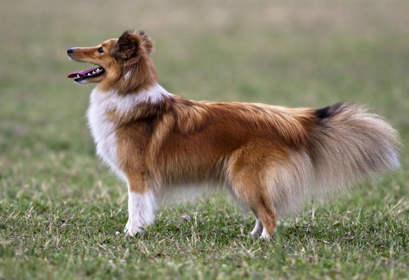 Šeltie Dogs Informace - velikost, povaha, délka života & cena | iFauna