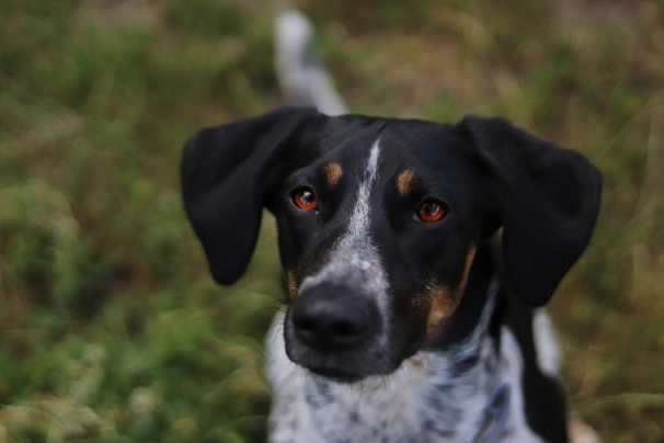Český strakatý pes Dogs Informace - velikost, povaha, délka života & cena | iFauna