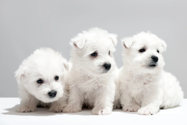 West Highland Terrier Dogs Breed - Information, Temperament, Size & Price | Pets4Homes